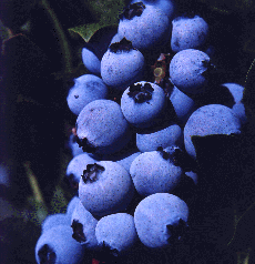 Blueberries